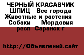 ЧЕРНЫЙ КРАСАВЧИК ШПИЦ - Все города Животные и растения » Собаки   . Мордовия респ.,Саранск г.